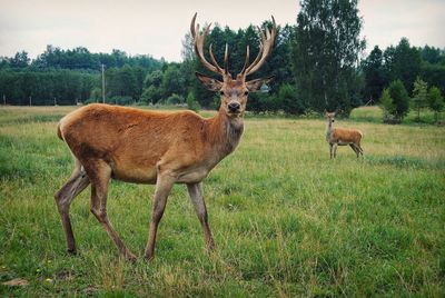 Deer in a field