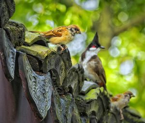 Close-up of bird perching on a tree