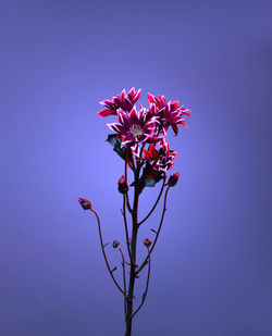 Low angle view of flowers against clear sky