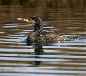 Close-up of bird in lake