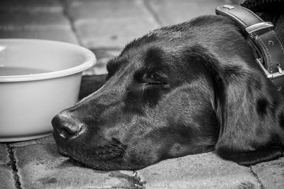 Close-up of dog