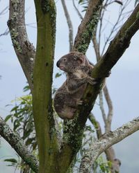 Low angle view of squirrel on tree