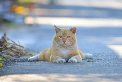 Close-up of cat sitting on field