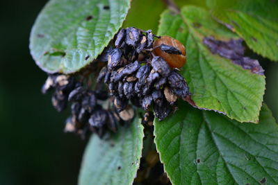 Close-up of insect on leaves