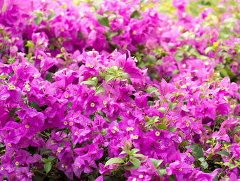 Close-up of pink flowering plants