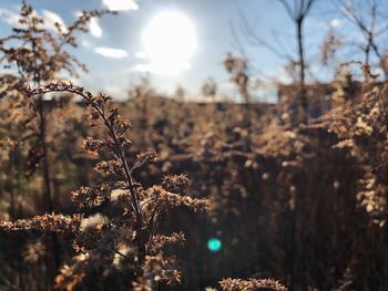 Close-up of plant growing on field against sky