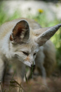 Close-up of a cat on field