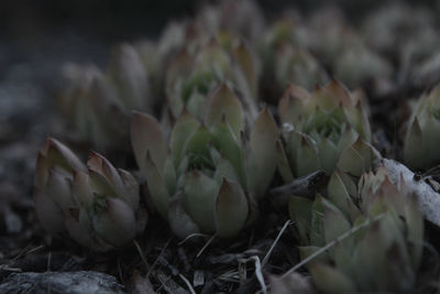 Close-up of white flowering plant