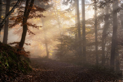 Sunlight streaming through trees in forest during autumn
