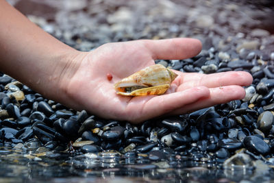 Close-up of hand holding crab on pebbles