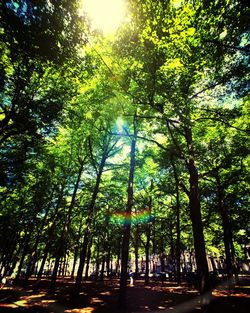 Low angle view of sun shining through trees