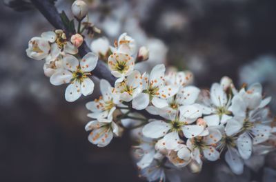 Close-up of white cherry blossom tree