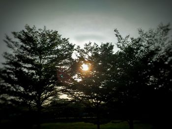 Low angle view of trees against sky during sunset