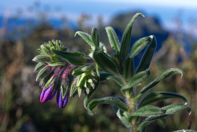 Close-up of purple flowering plant