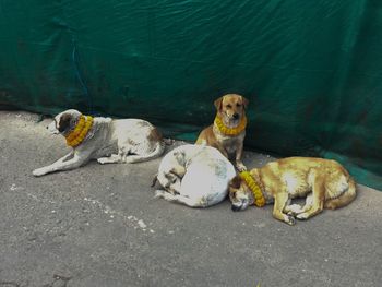 Dog lying down on street
