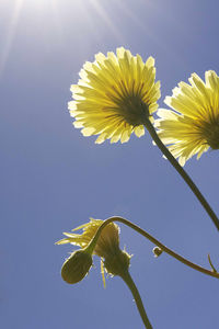 Low angle view of yellow flowers blooming in park