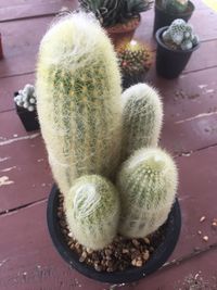 High angle view of potted cactus plant