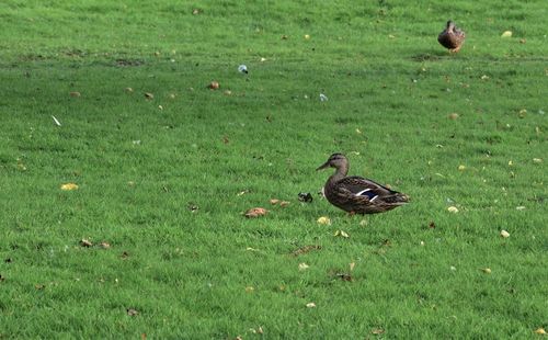 Bird perching on a field