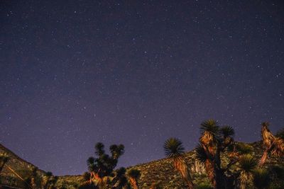 Low angle view of trees against sky at night