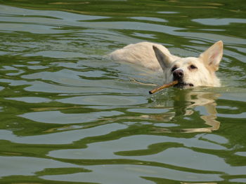 Dog in water