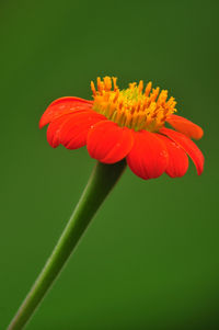 Close-up of red flower