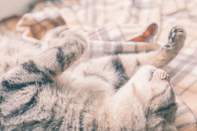 Close-up of cat sleeping