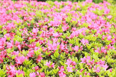 Close-up of pink flowers blooming outdoors