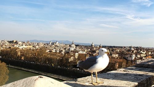 Seagull perching on retaining wall against cityscape