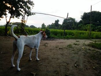 Dog standing in a field