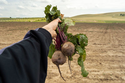 Midsection of person holding apple on field