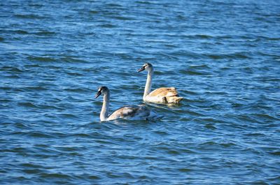 Swan swimming in lake