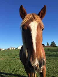 Close-up portrait of horse standing on field against sky