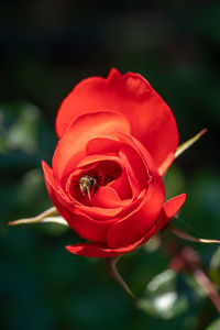 Close-up of red rose