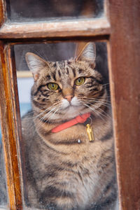 Portrait of cat seen through window