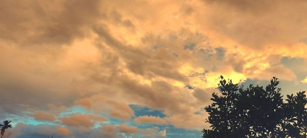 Low angle view of tree against dramatic sky