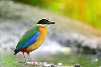 bluewingedpitta