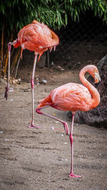 Close-up of birds in water