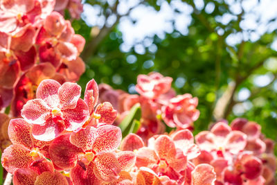 Close-up of pink flowering plant