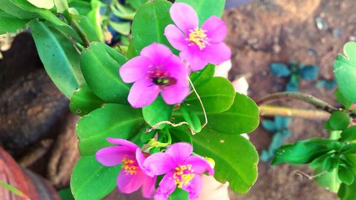 Close-up of pink flowers blooming outdoors