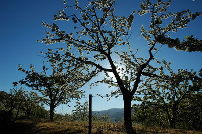 Trees on field against clear blue sky