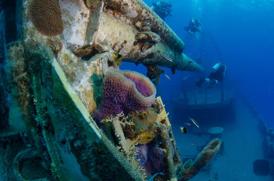 Coral on shipwreck with divers in background 