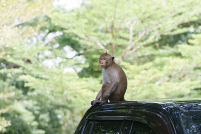 Monkey sitting on tree against plants