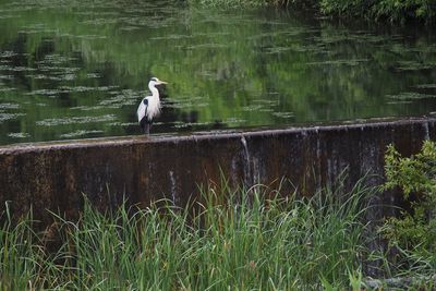 View of a bird perching on a lake