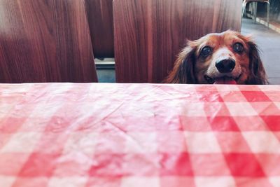 Portrait of dog relaxing at home