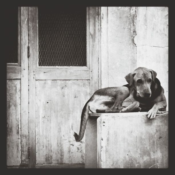 animal themes, one animal, domestic animals, mammal, pets, built structure, dog, door, architecture, house, building exterior, wood - material, relaxation, wall - building feature, sitting, auto post production filter, transfer print, window, day, no people