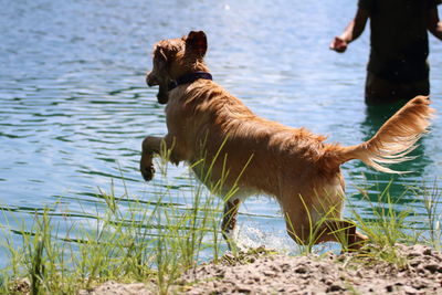 Dog jumping in river
