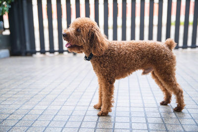 Side view of a dog looking away