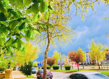 Trees and plants in city against sky during autumn