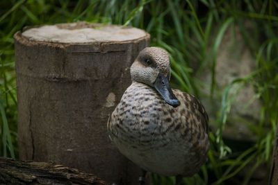 Close-up of bird