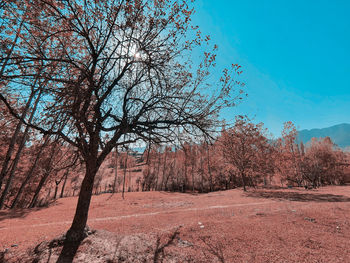 Trees on field against sky